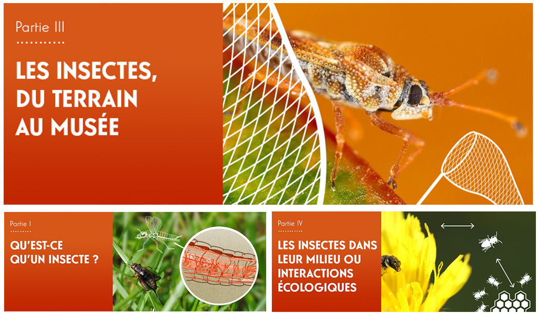 Écran pédagogique INSECT MNHN - graphisme schémas insectes