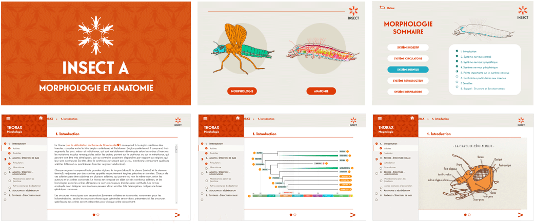Interface module e-learning INSECT - formation entomologie