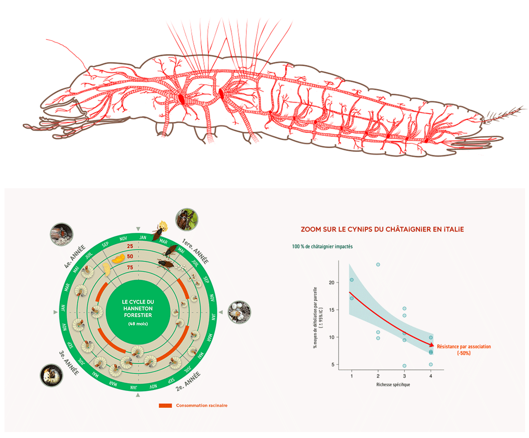 e-learning INSECT MNHN - graphisme schémas insectes