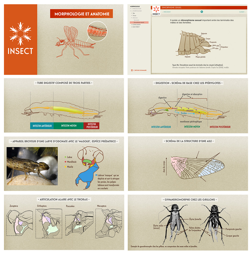 Schémas pédagogiques INSECT - anatomie insectes e-learning MNHN