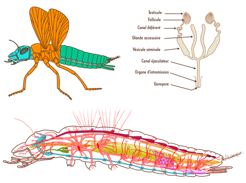 Illustration pédagogique INSECT - retouche images formation entomologie
