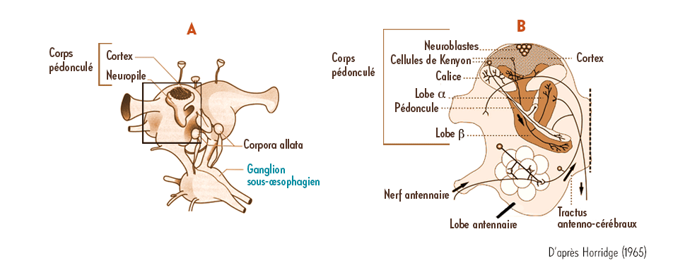 Contenus visuels retouchés INSECT - formation entomologie e-learning