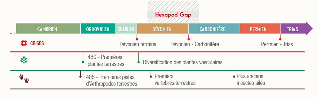 Schémas explicatifs INSECT MNHN - création graphique e-learning
