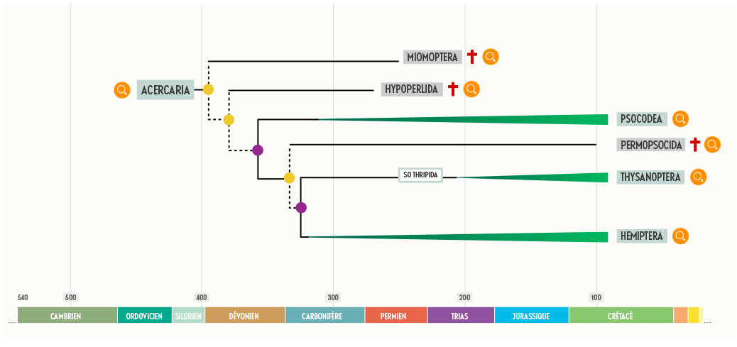 Schémas entomologie INSECT MNHN - création graphique e-learning